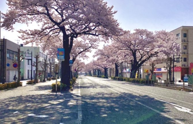 朝日と桜　in Hitachi　