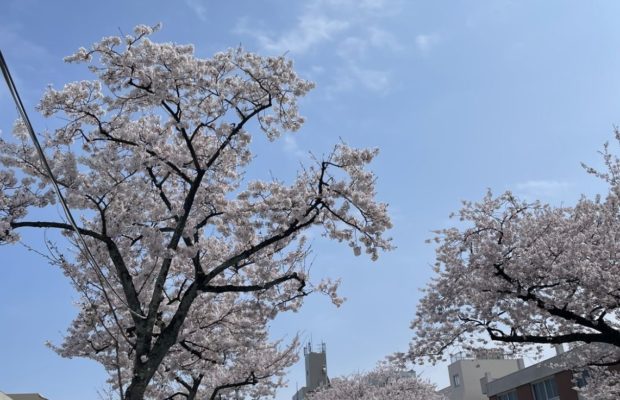 日立桜祭り